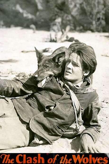 Clash of the Wolves